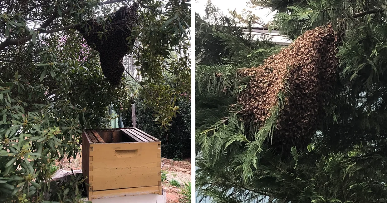 Bee swarm in trees