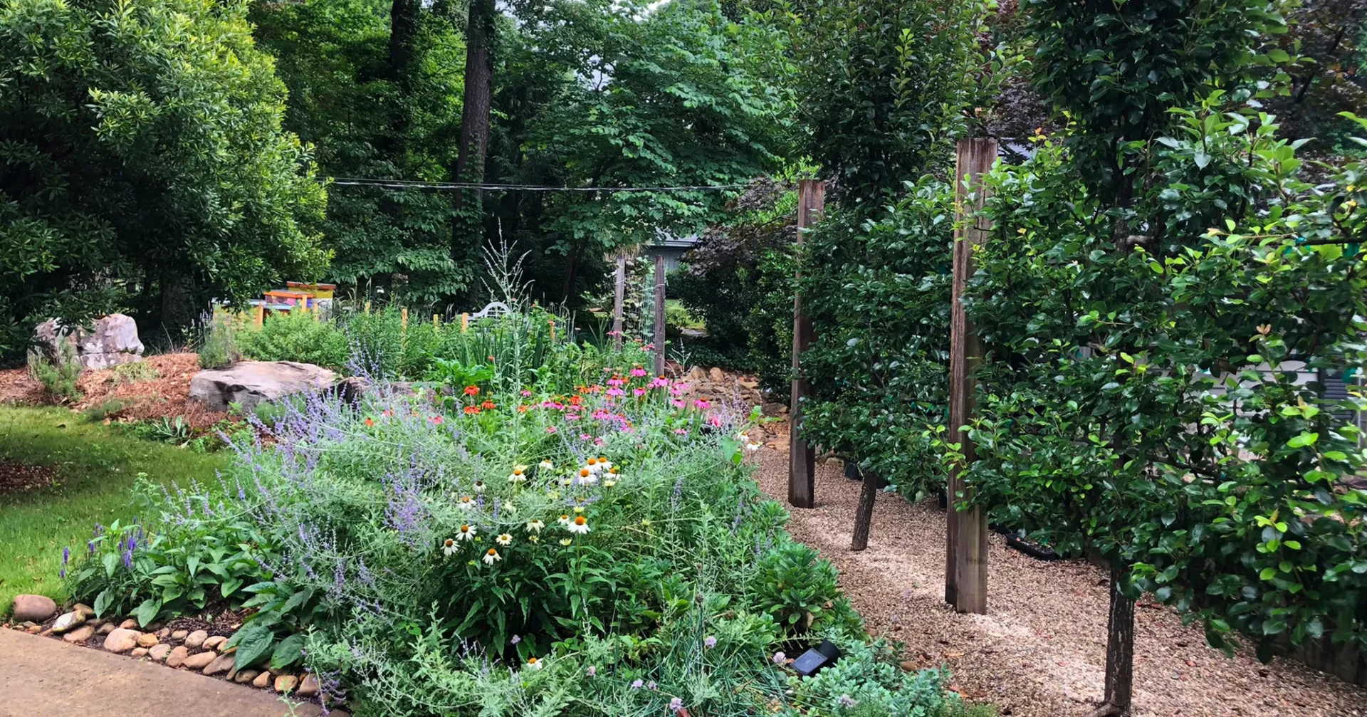 Perennial border along path and espalier pear trees
