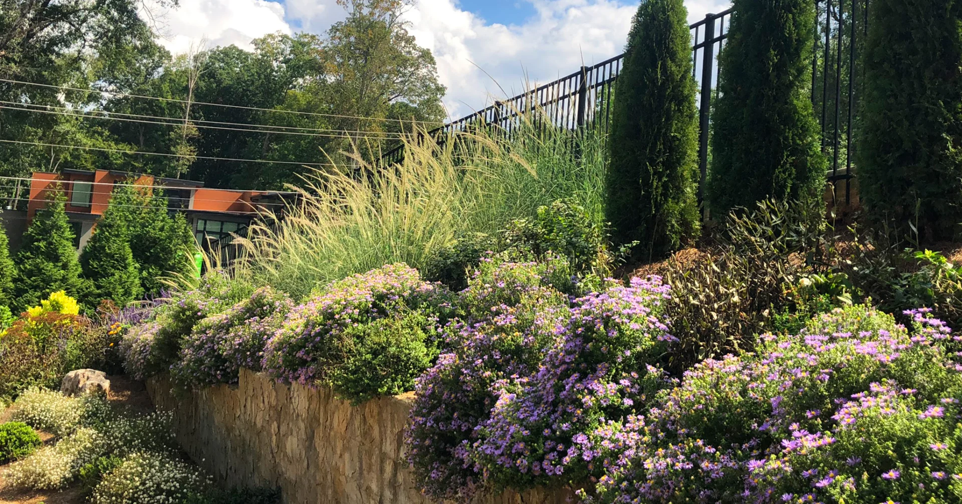 Fall blooming of grasses and asters 'Raydon's Favorite'