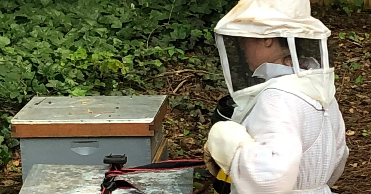 Northcrest Humane Bee Removal