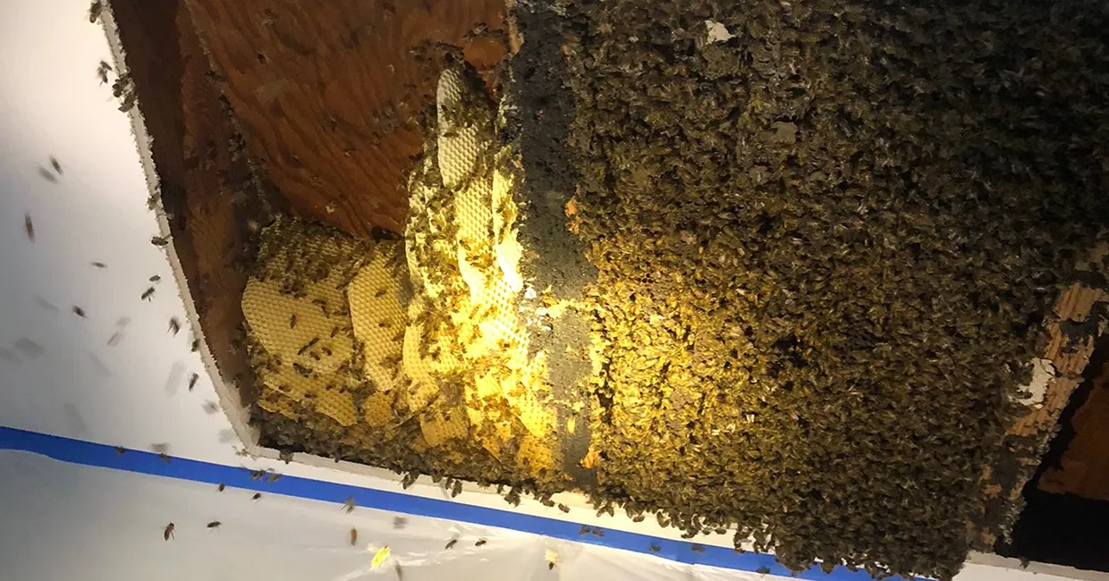 Exposure of bee hive in ceiling between upper floor joists