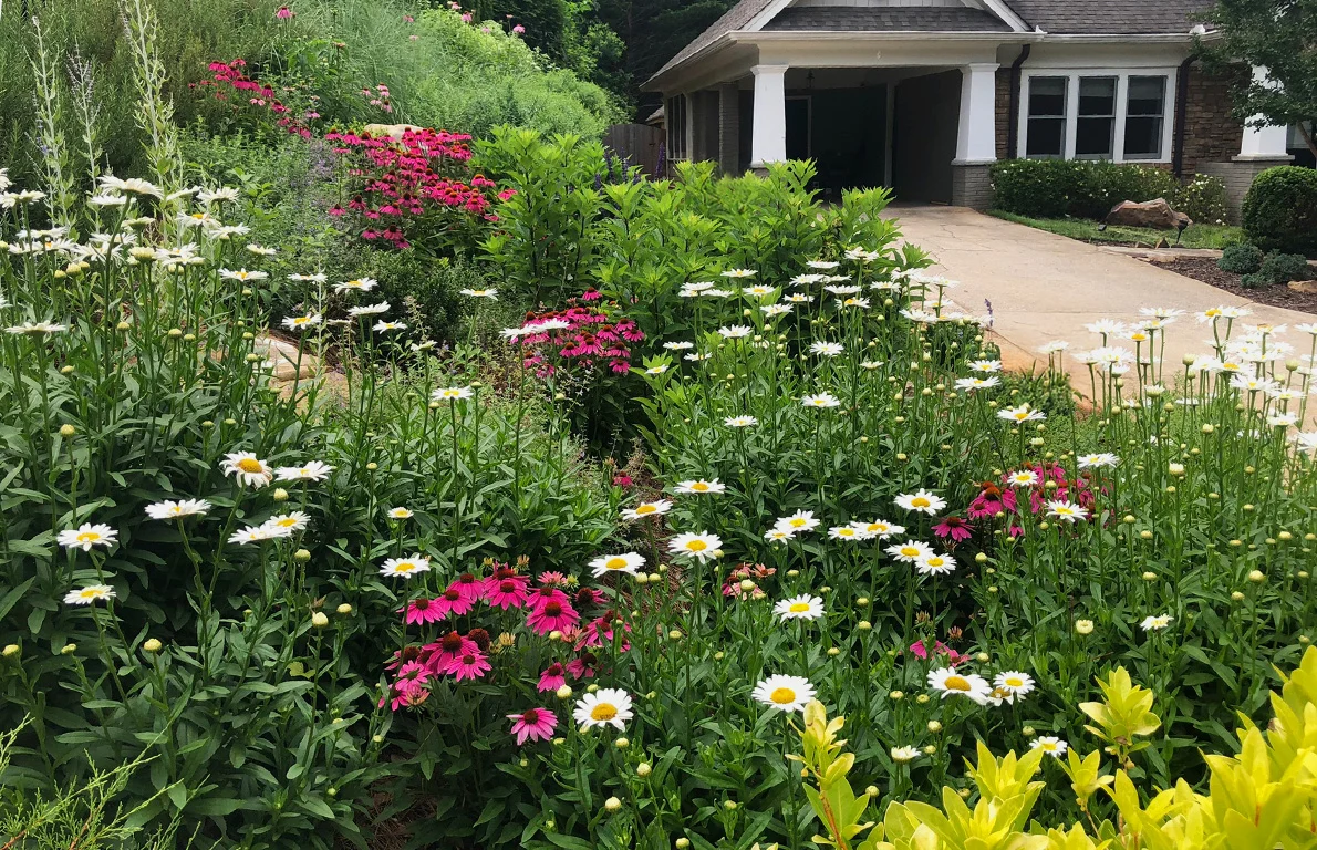 Vibrant perennial garden on a transformed Decatur hillside with layered plants and year-round interest.