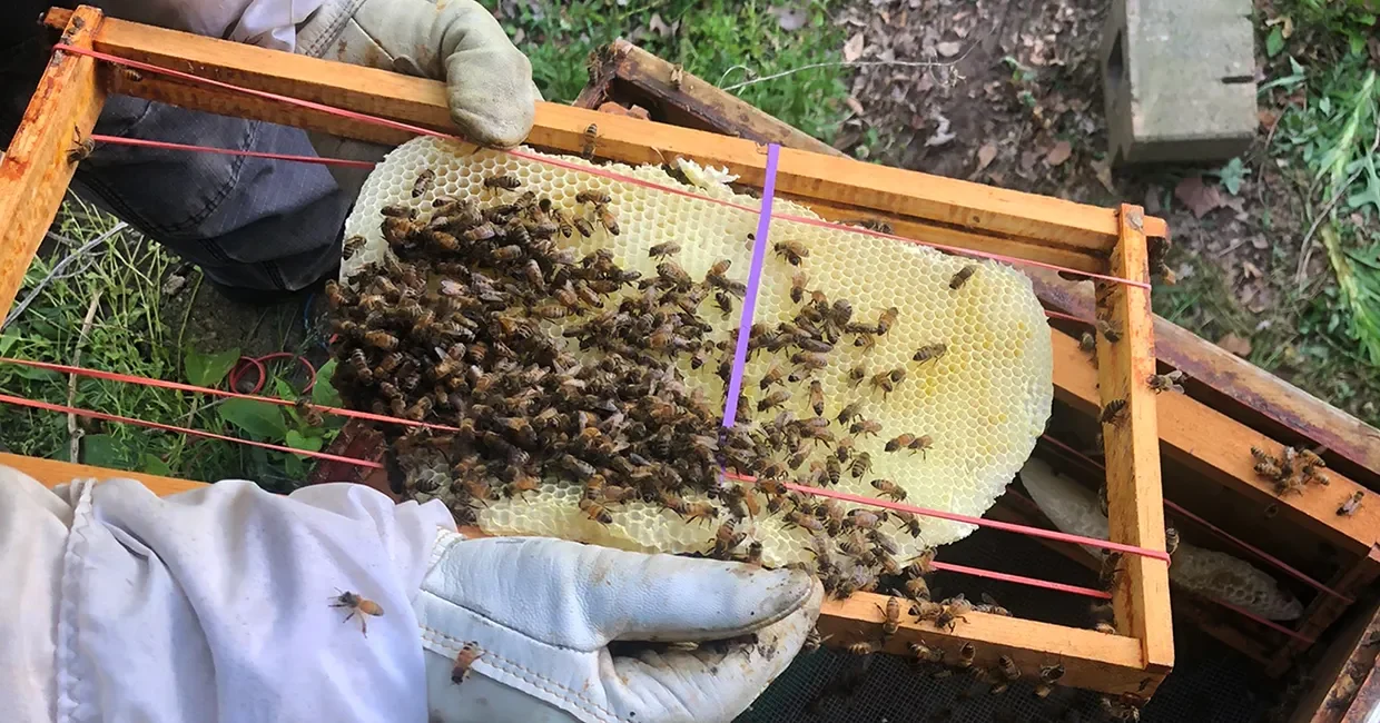 Honey Bee Rehoming
